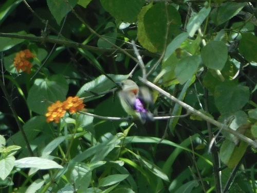 Crimson-backed Sunbird