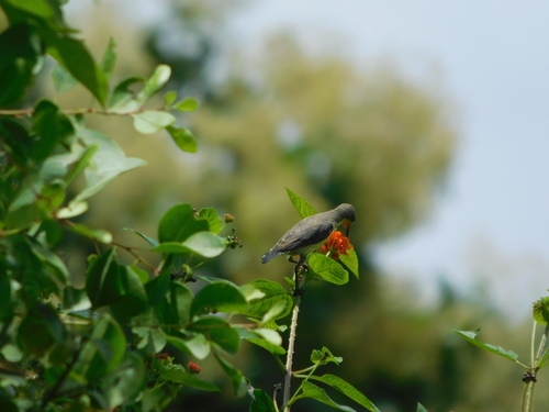 Purple Sunbird