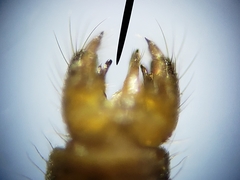 Teucholabis carolinensis