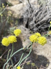 Eriogonum nudum westonii