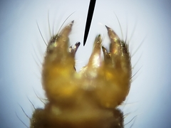 Teucholabis carolinensis