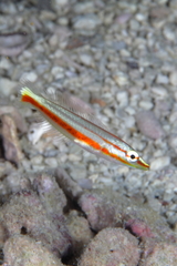 Hologymnosus doliatus