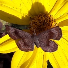 Calephelis aymaran