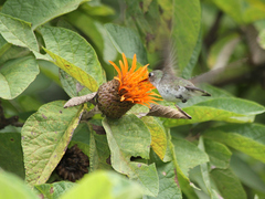 Cnicothamnus lorentzii