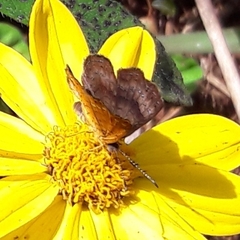 Calephelis aymaran
