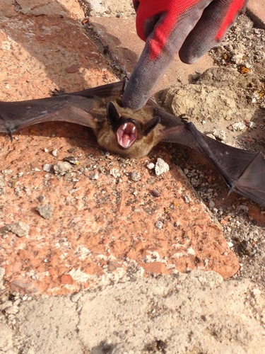 Eurasian Serotine