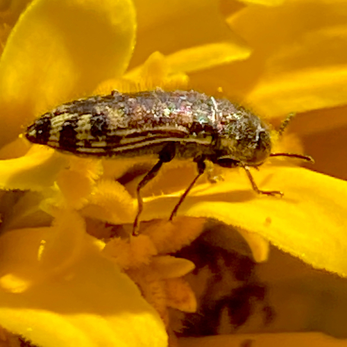 Acmaeodera mixta