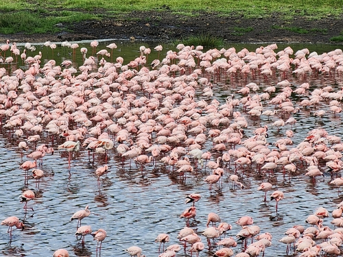 iNaturalist image
