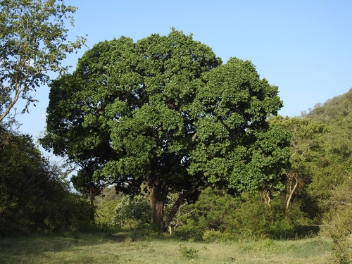 Strychnos nux-vomica