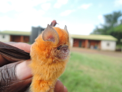 Hipposideros caffer