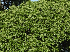 Strychnos nux-vomica, photograph (c) rajesh rocky, some rights reserved (CC BY)