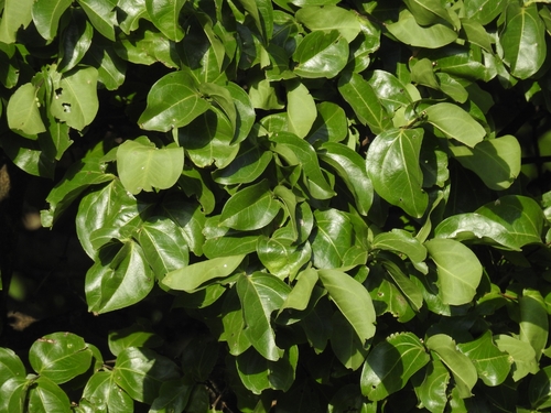 Strychnos nux-vomica, photograph 2