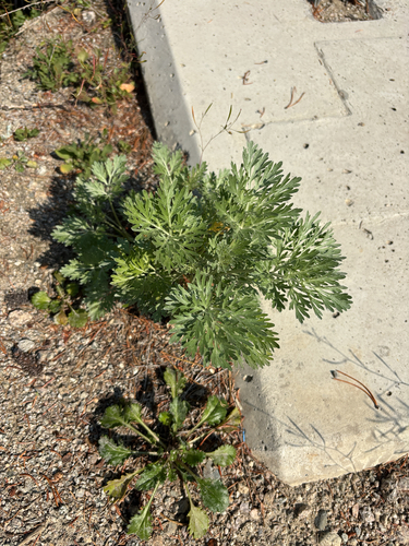 absinthe wormwood