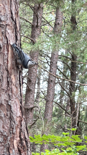 White-breasted Nuthatch