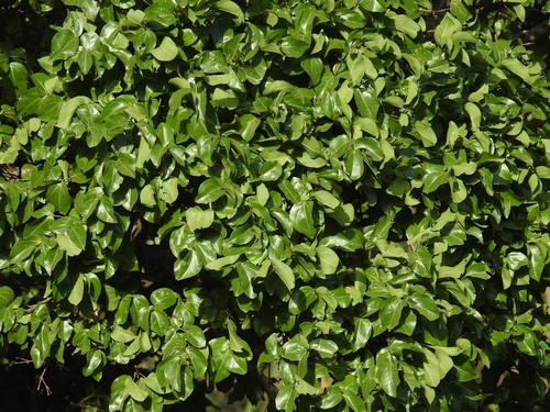 Strychnos nux-vomica, photograph 3