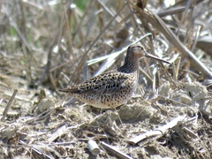 Limnodromus griseus griseus