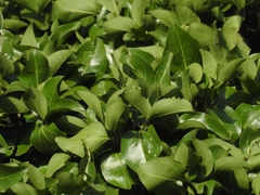 Strychnos nux-vomica, photograph (c) rajesh rocky, some rights reserved (CC BY)