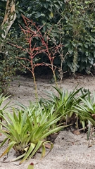 Vriesea neoglutinosa