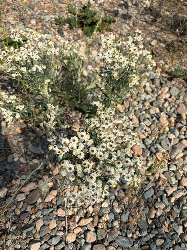 pearly everlasting