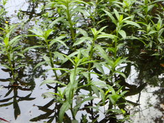 Hygrophila lacustris