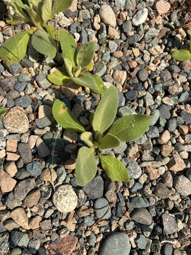 great mullein
