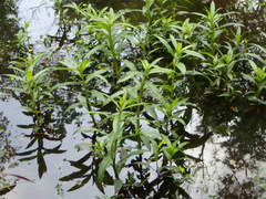 Hygrophila lacustris