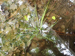 Isoetes melanopoda