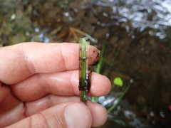 Isoetes melanopoda