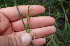 Juncus coriaceus