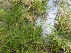 Juncus coriaceus