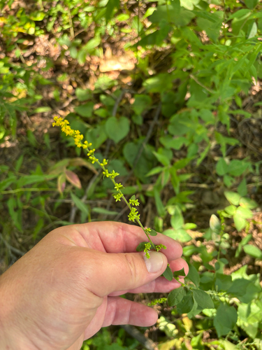 iNaturalist observation photo of elm-leaved goldenrod