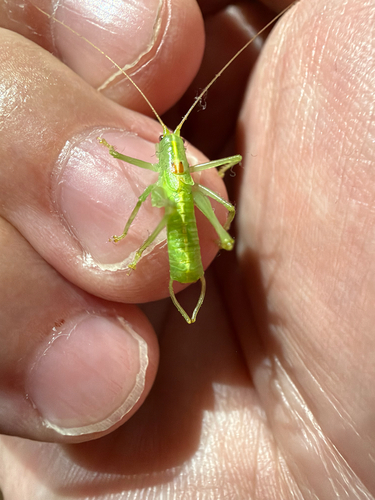 Southern Oak Bush-cricket
