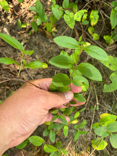 iNaturalist observation photo of Japanese honeysuckle