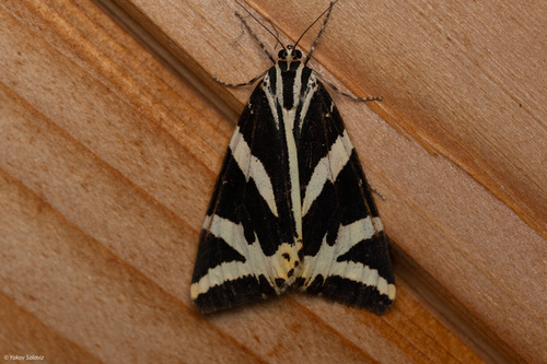 Jersey Tiger