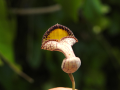 Aristolochia triangularis