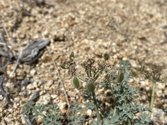 Lomatium rigidum