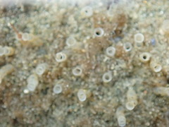 Spiochaetopterus costarum