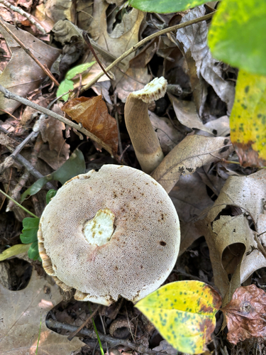 iNaturalist observation photo of Tylopilus