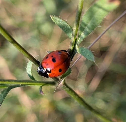 Seven-spotted Lady Beetle