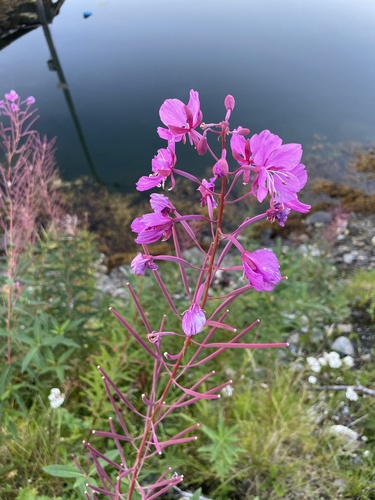 fireweed