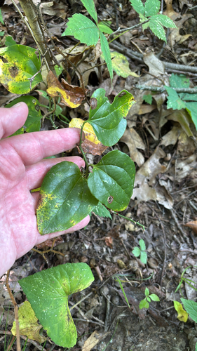 iNaturalist observation photo of greenbriers