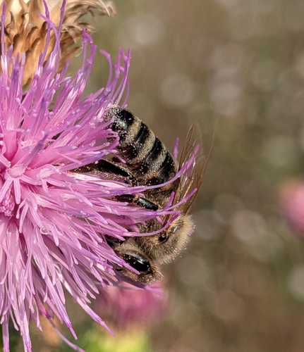 Western Honey Bee