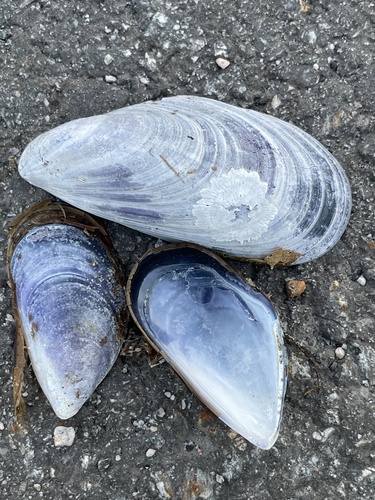 Blue Mussel
