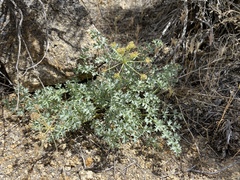 Lomatium rigidum