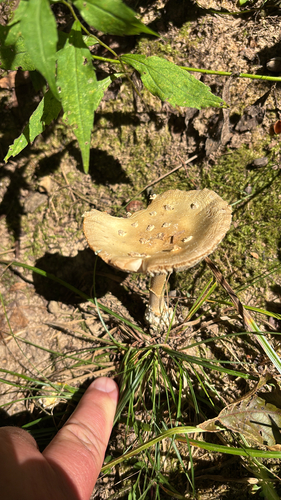 iNaturalist observation photo of amanita mushrooms