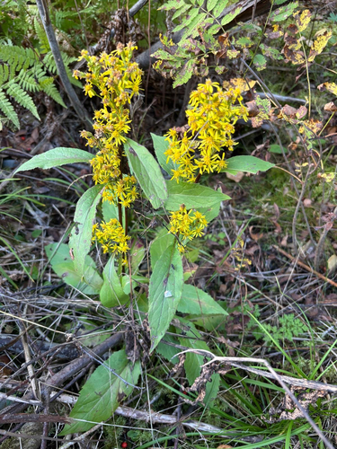 European goldenrod