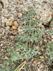 Lomatium rigidum