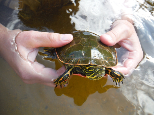 Western Painted Turtle