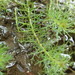 Colas de Caballo - Photo (c) Andy Newman, algunos derechos reservados (CC BY-NC), subido por Andy Newman