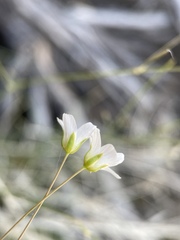 Eremogone ferrisiae
